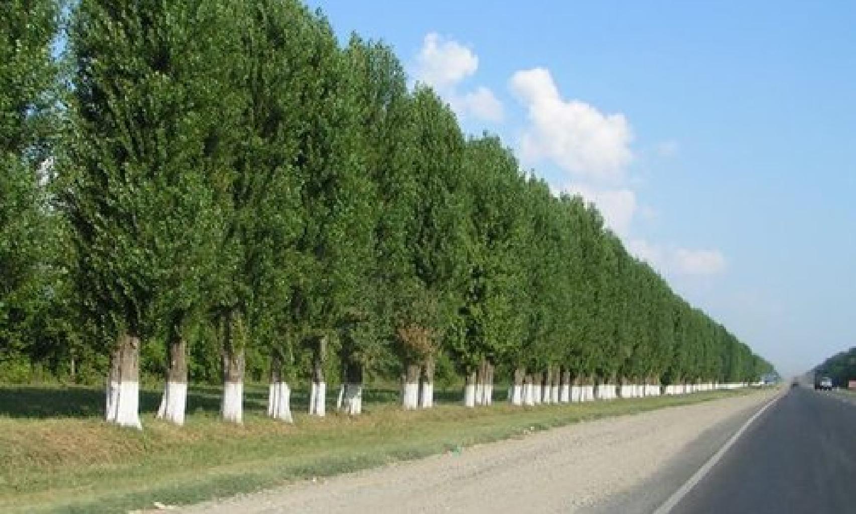 Тополь берлинский пирамидальный. Тополь пирамидальный серебристый. Тополь пирамидальный. Ташкентский тополь. Красногорск ташкентская область.